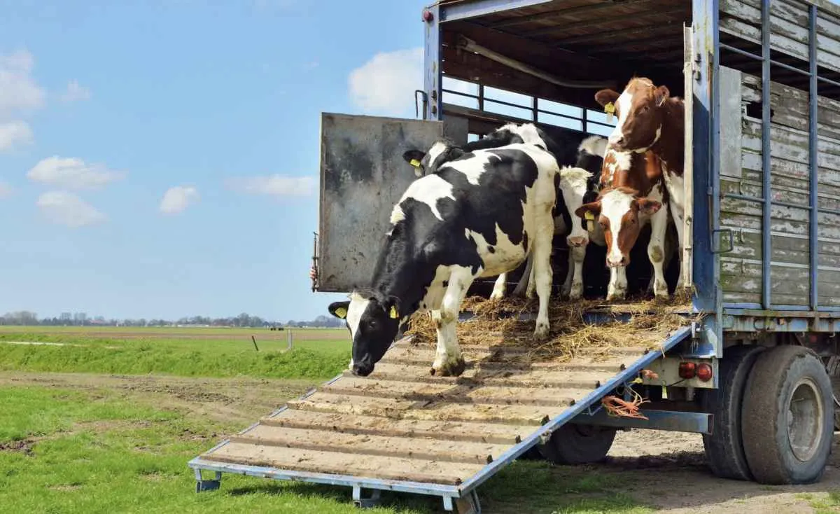 Setor produtivo critica minuta sobre transporte de animais