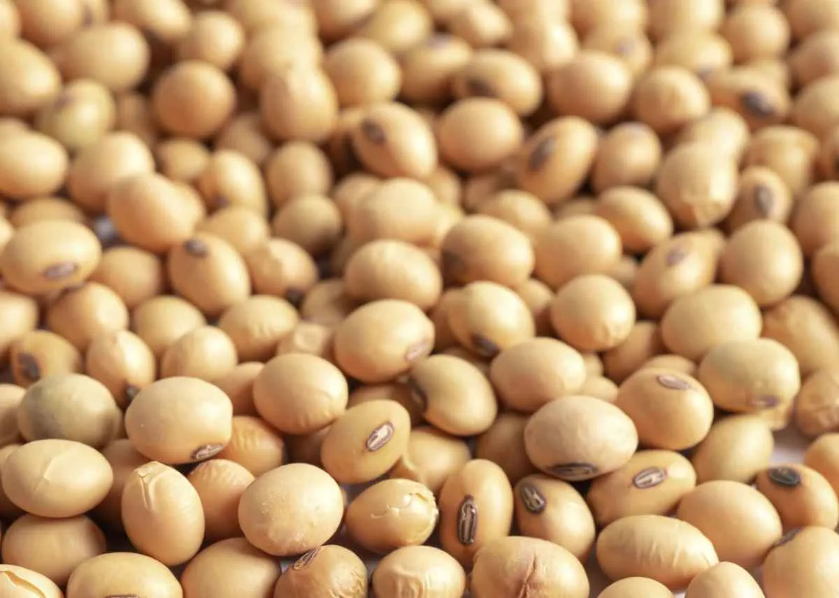 Soja recua em Chicago e mercado aguarda relatório do USDA