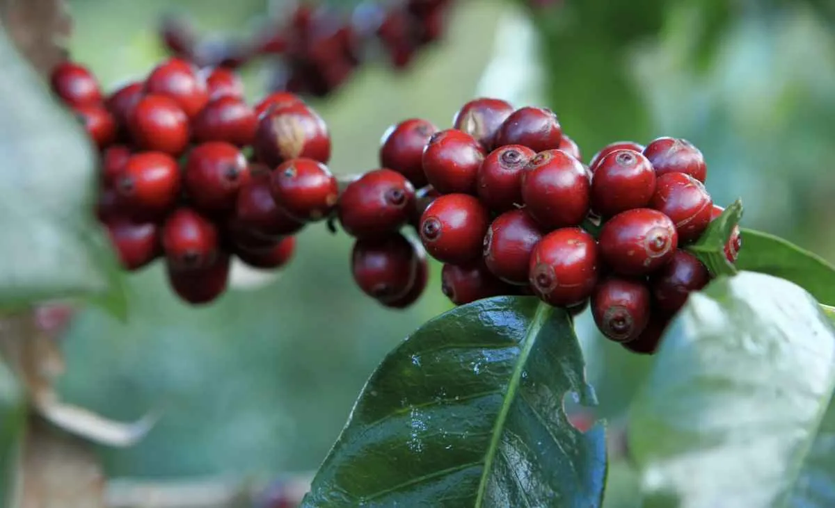 Exportações do agro mineiro crescem e chegam a US$ 12,8 bilhões