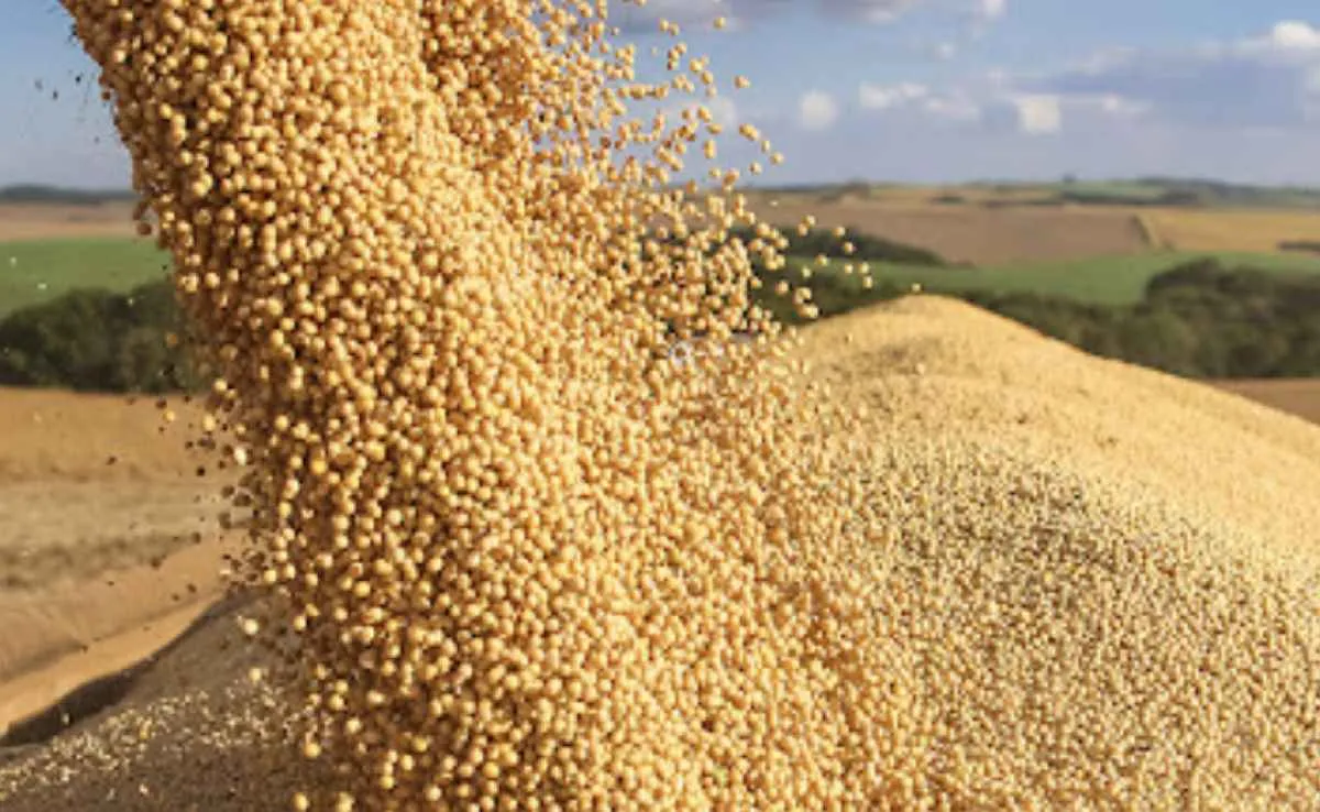 Capacidade de processamento de oleaginosas cresce 5,7% em 2025