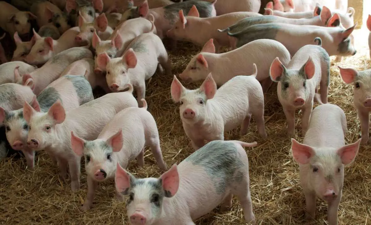 Chile salta para 2º lugar entre os maiores destinos da carne suína brasileira