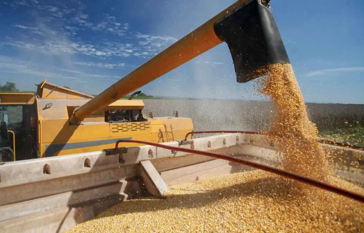 Safra de milho no Brasil deve alcançar 138,2 milhões de toneladas