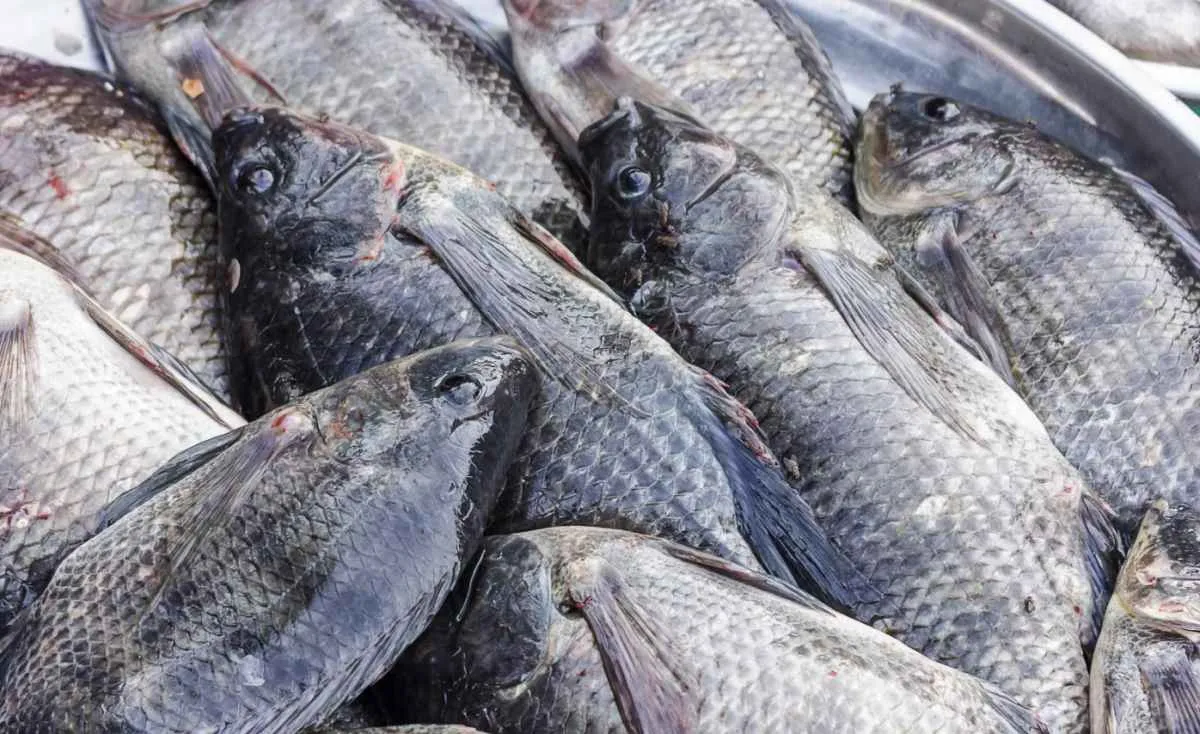 Preços da tilápia recuam em agosto com baixa demanda