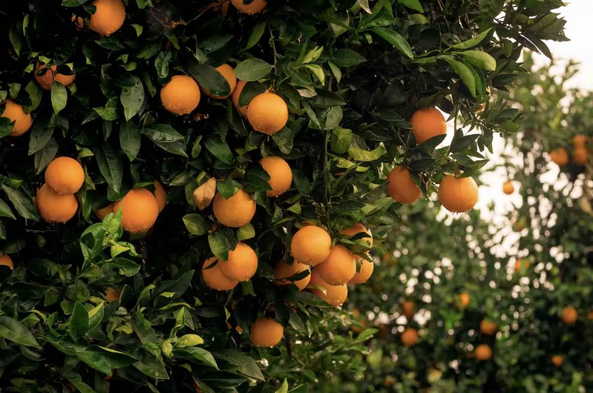 Safra de laranja 2025/26 em SP e MG é reestimada em 306,74 mi de caixas