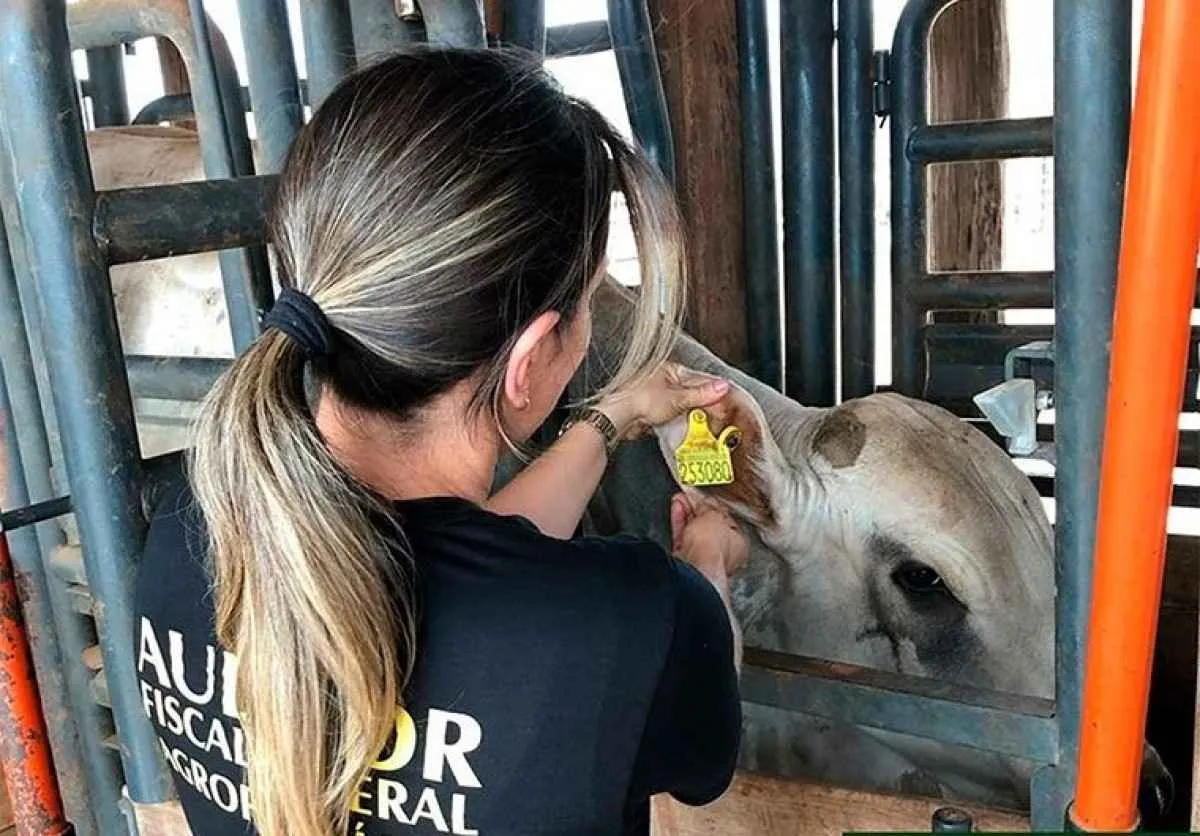 Anffa Sindical alerta para riscos da tuberculose bovina
