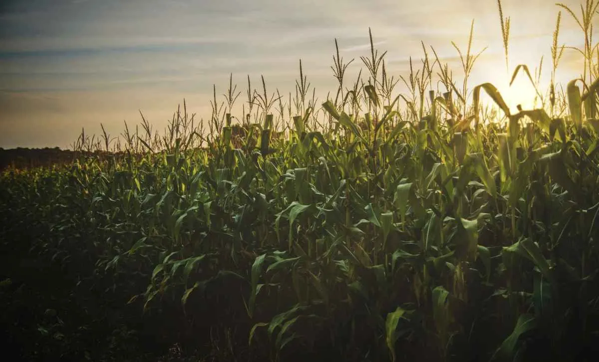Valor Bruto da Produção do agro cresce 11,3% 