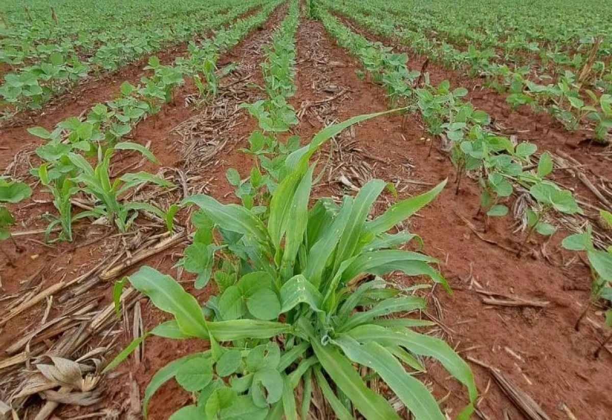 Controle do milho tiguera é essencial para proteger soja