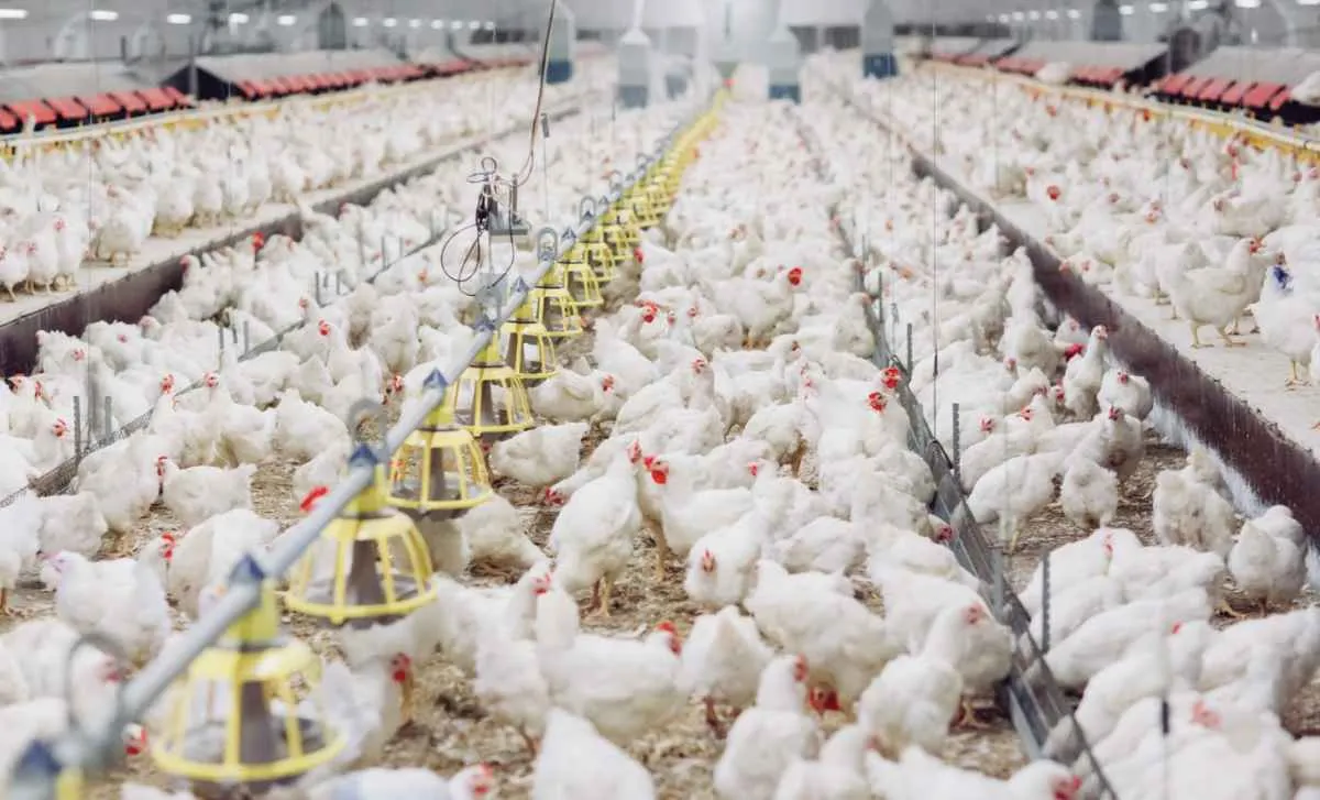 Paraná lidera retomada das exportações de frango brasileiro