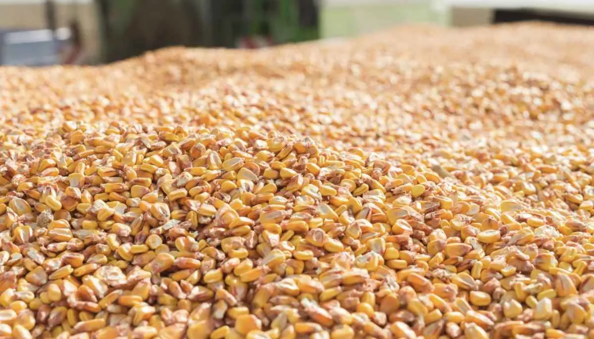 Preços do milho caem com colheita nos EUA e oferta no Brasil