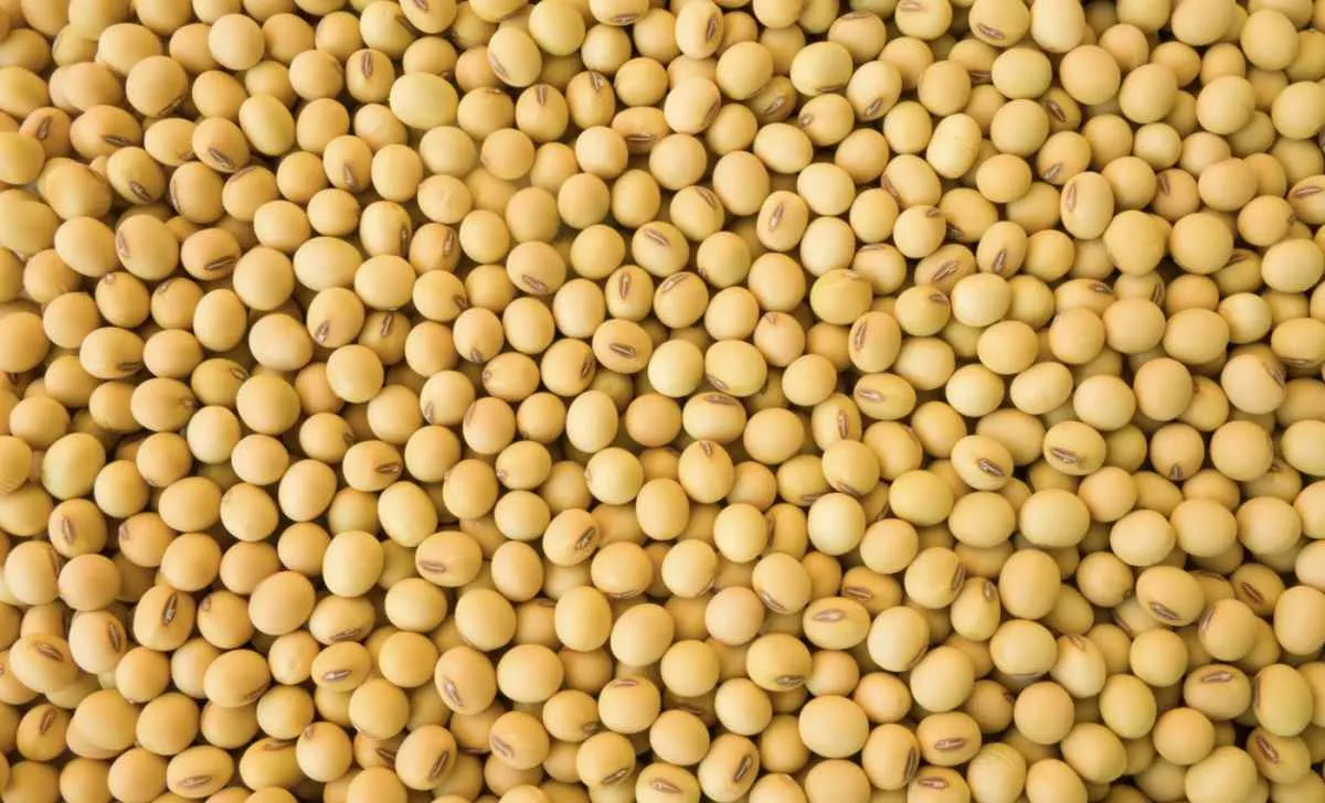 Soja recua após forte alta, mas mantém suporte com expectativa de compras chinesas