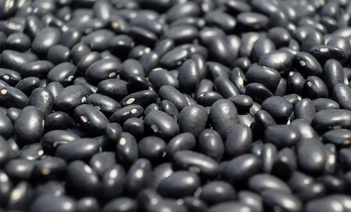 Baixo interesse de compra mantém preço do feijão em queda