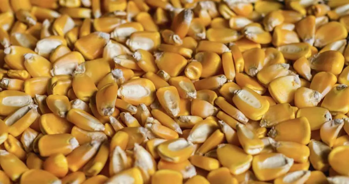 Preço do milho sobe com retração produtora e câmbio