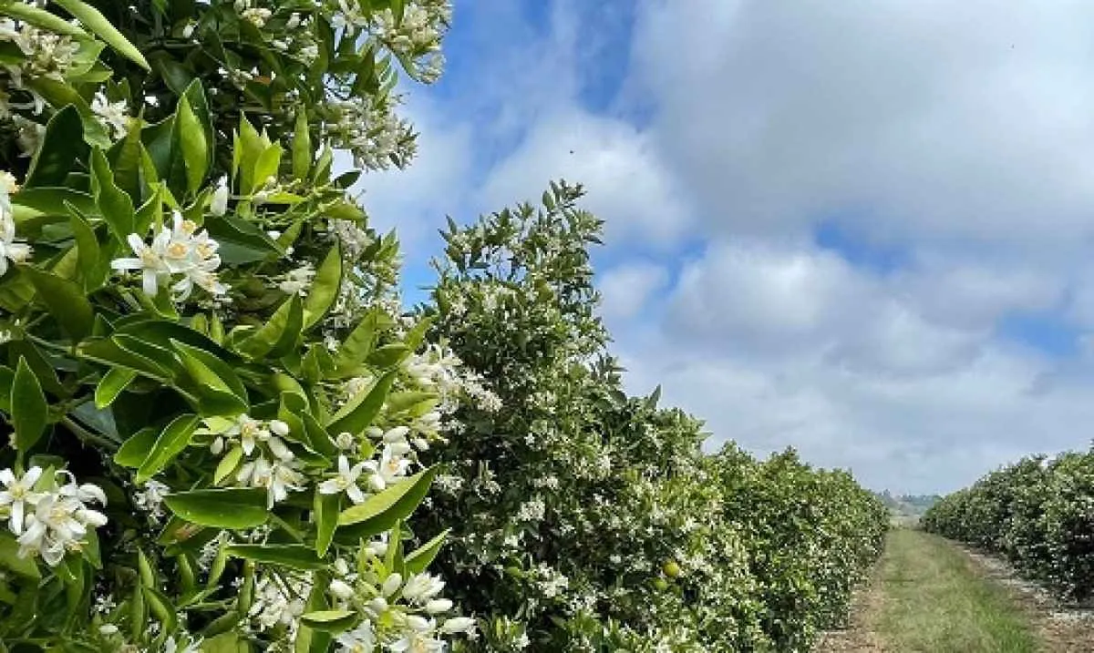 Chuva no final de setembro favorece florada mas preocupa citricultores