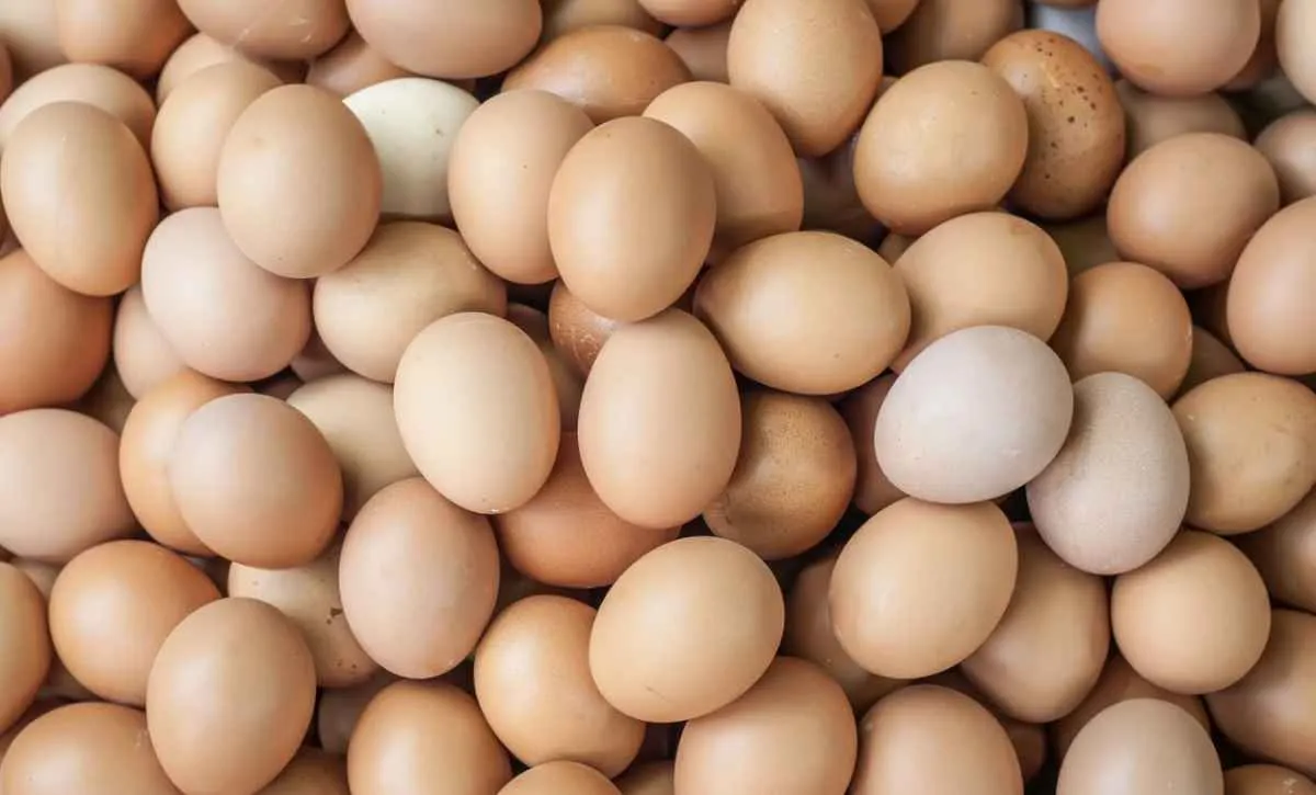 Preços dos ovos seguem estáveis na primeira quinzena de outubro