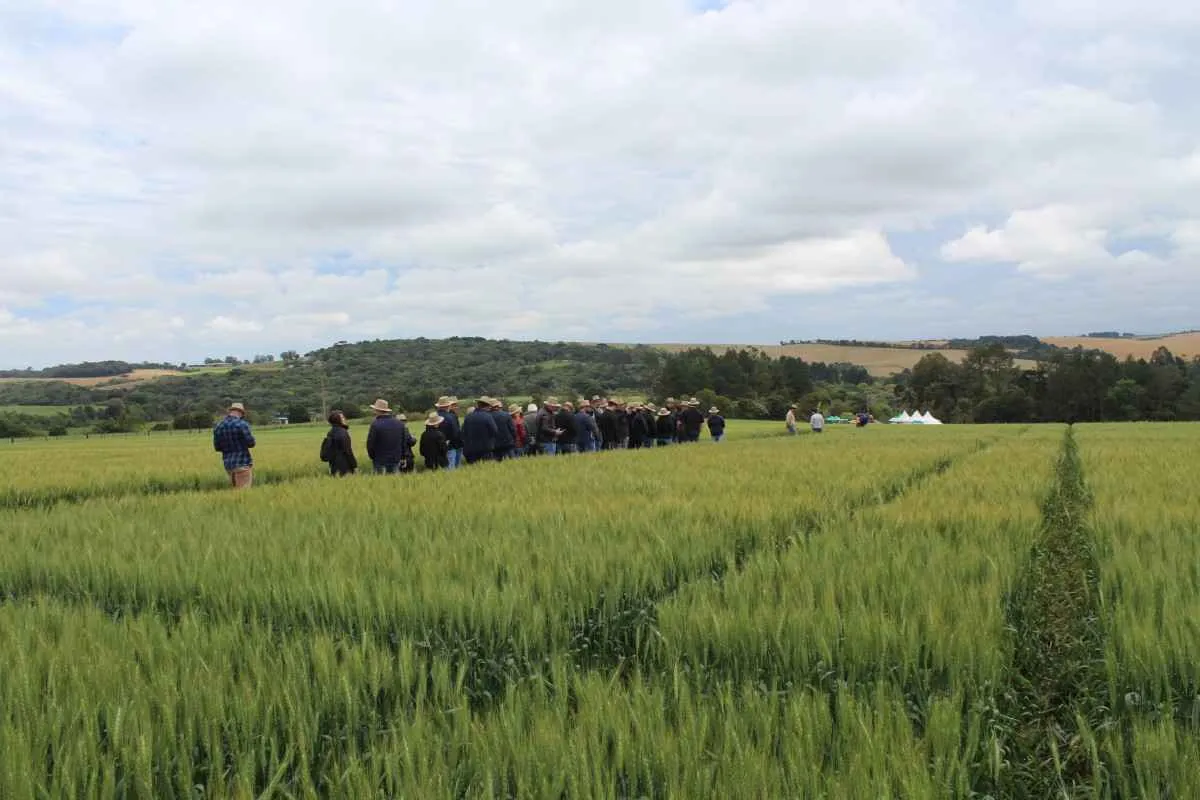 Trigo gaúcho se destaca em giro da Abitrigo 2025