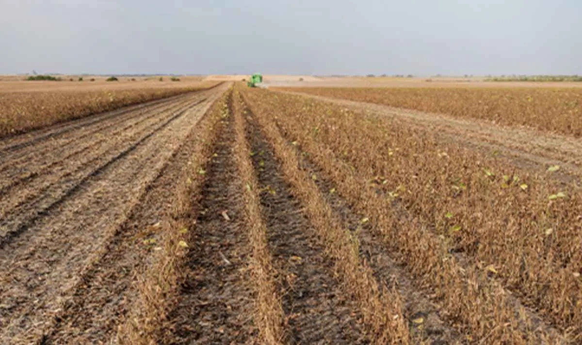 BNDES lança crédito de R$ 12 bilhões para renegociação rural
