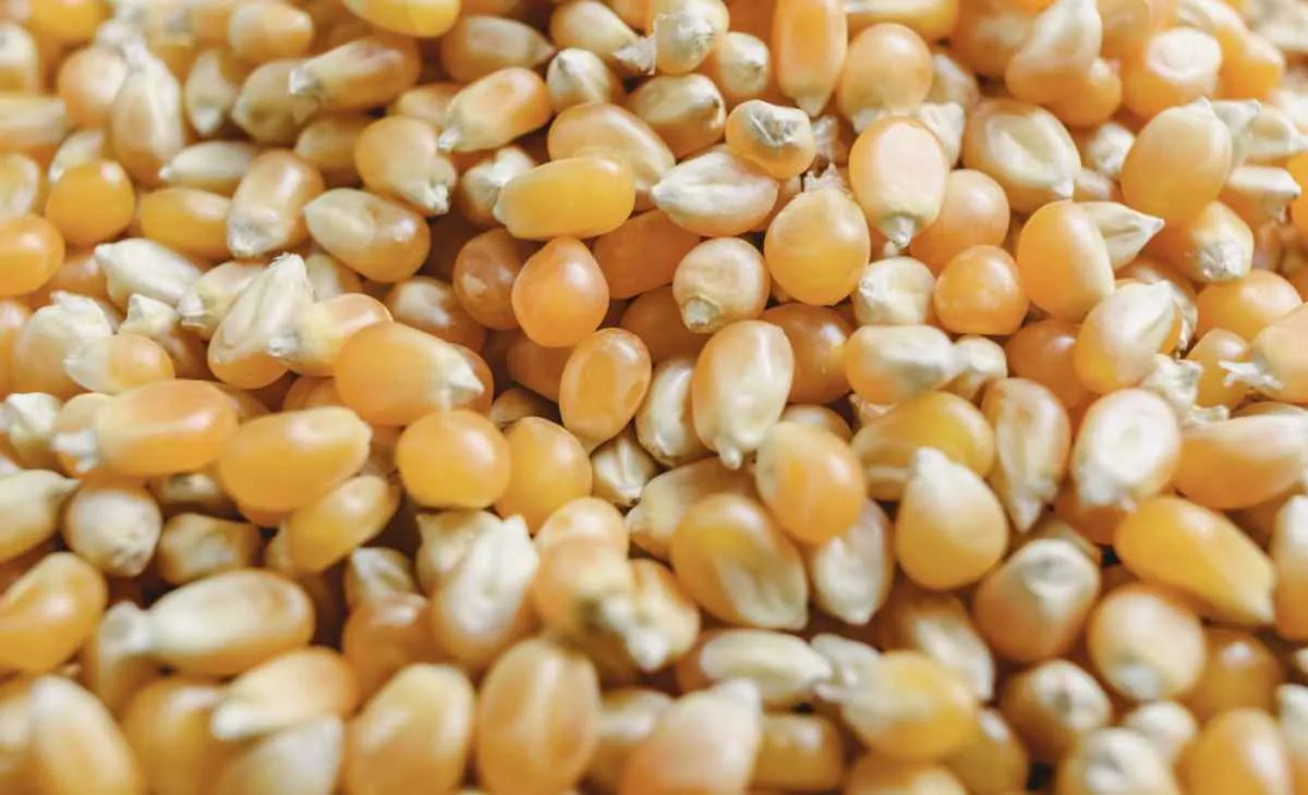 Milho mantém estabilidade em Chicago com mercado atento a cenário externo