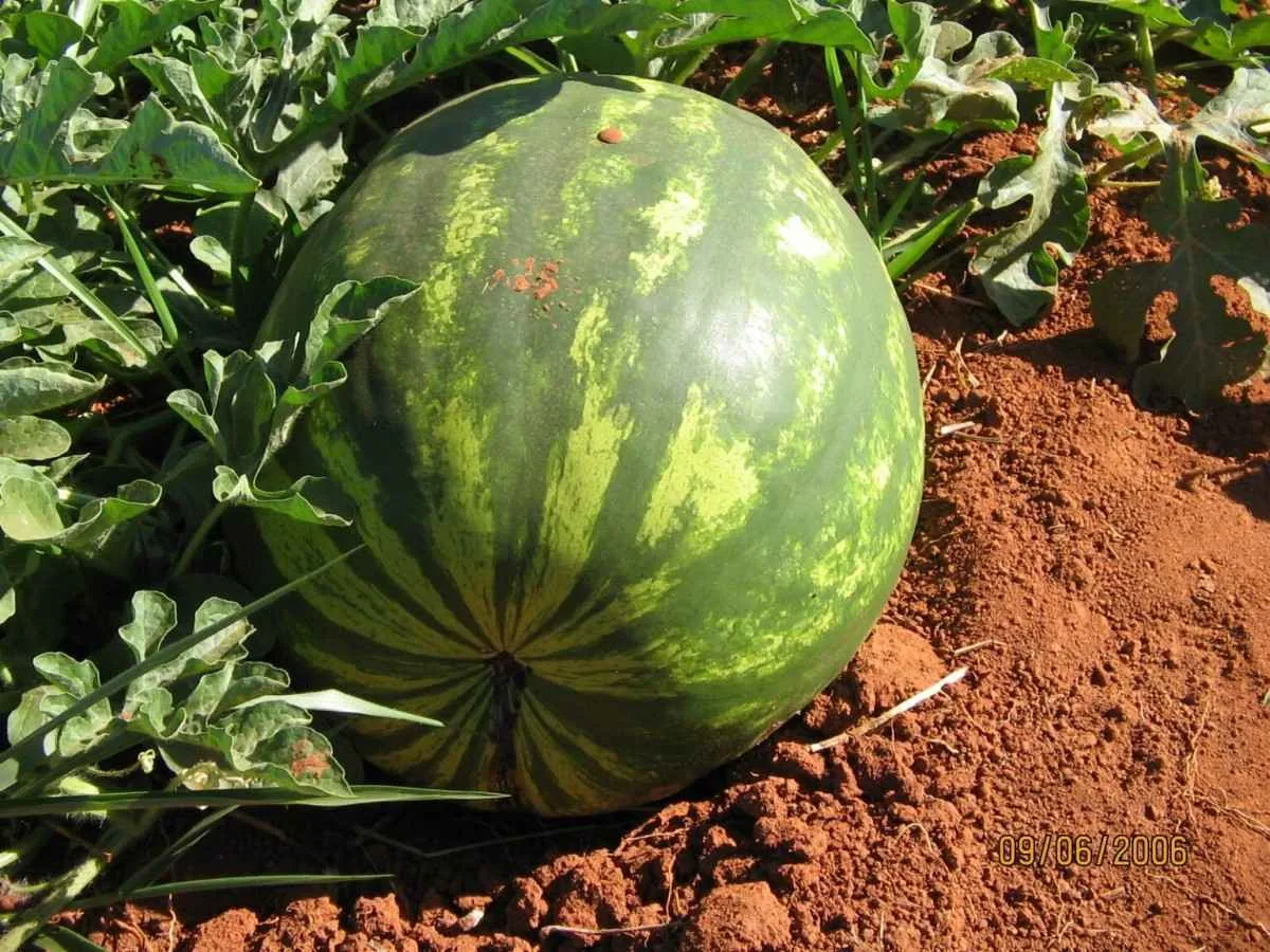 Itapirapuã foi autorizado a exportar melancia, melão e abóbora