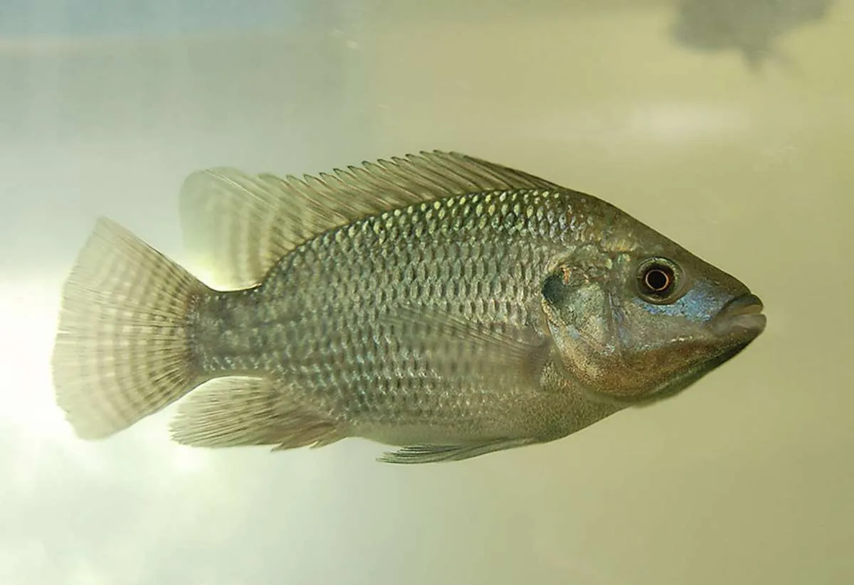 Bioflocos aumentam sustentabilidade e eficiência na produção de tilápia