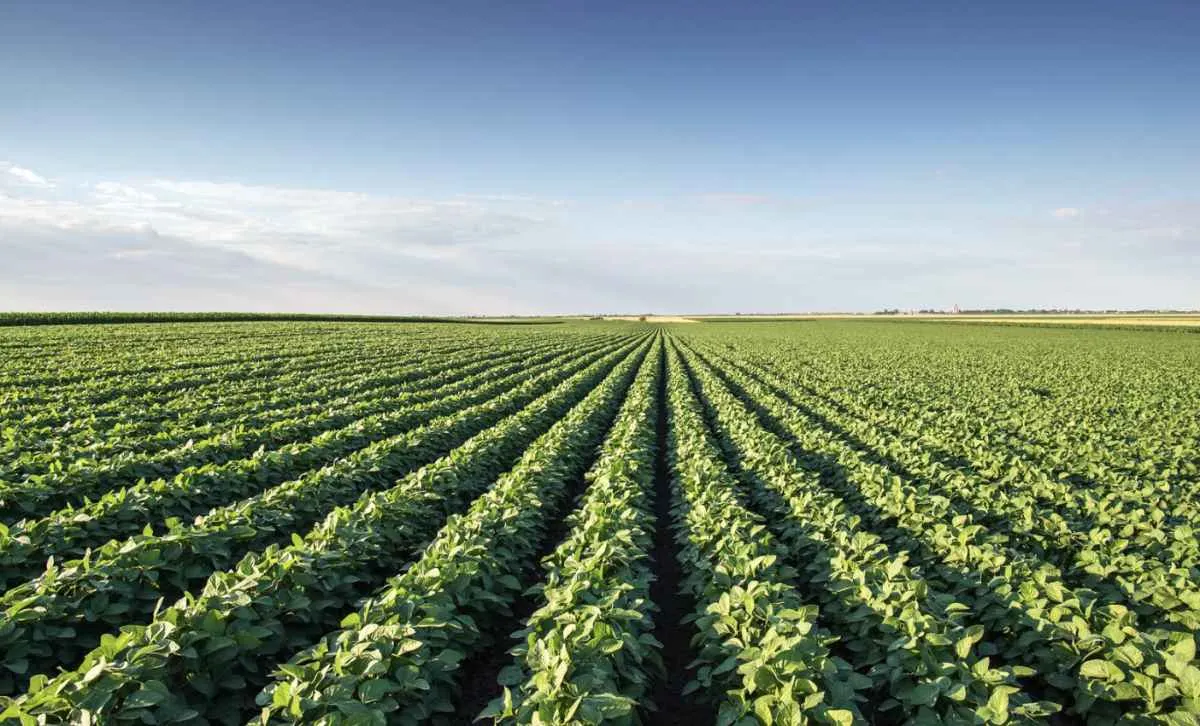 La Niña preocupa sojicultores do Sul
