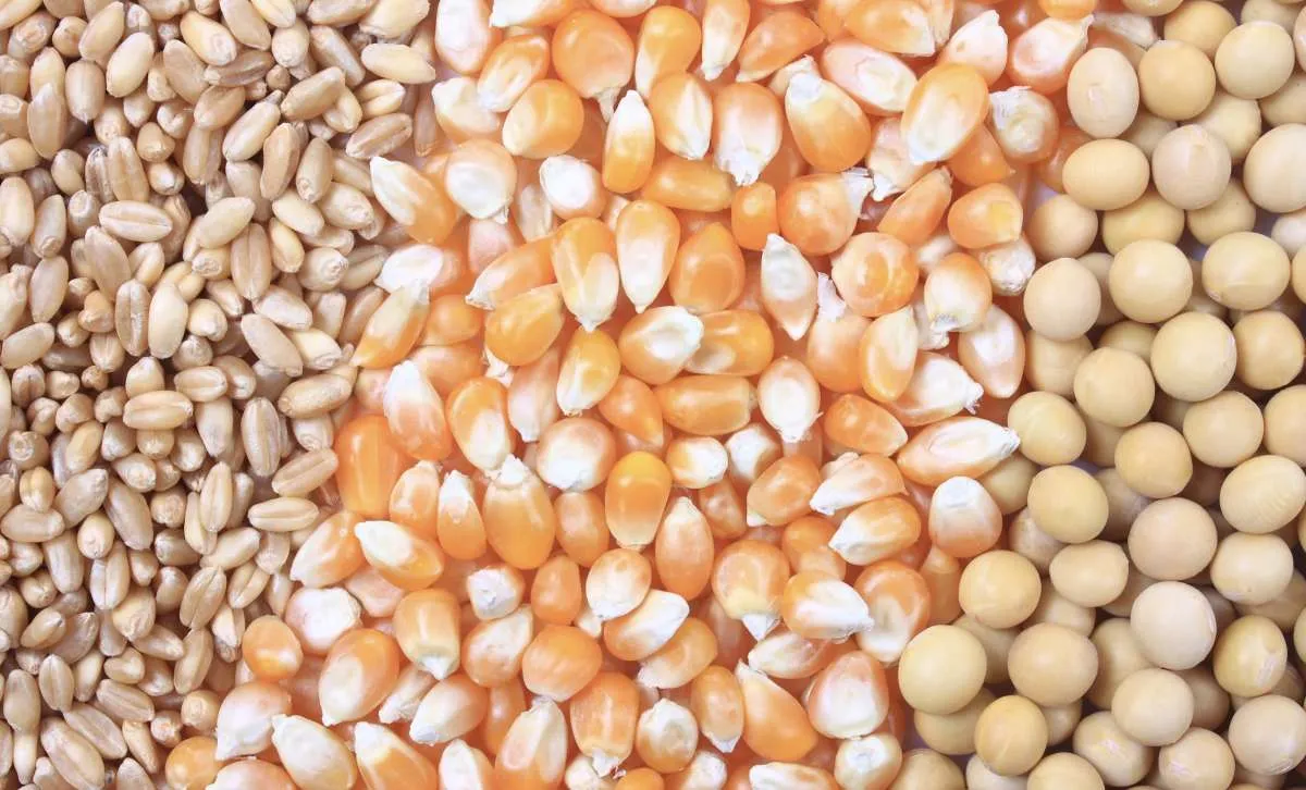 StoneX realiza seminário online sobre mercados de commodities