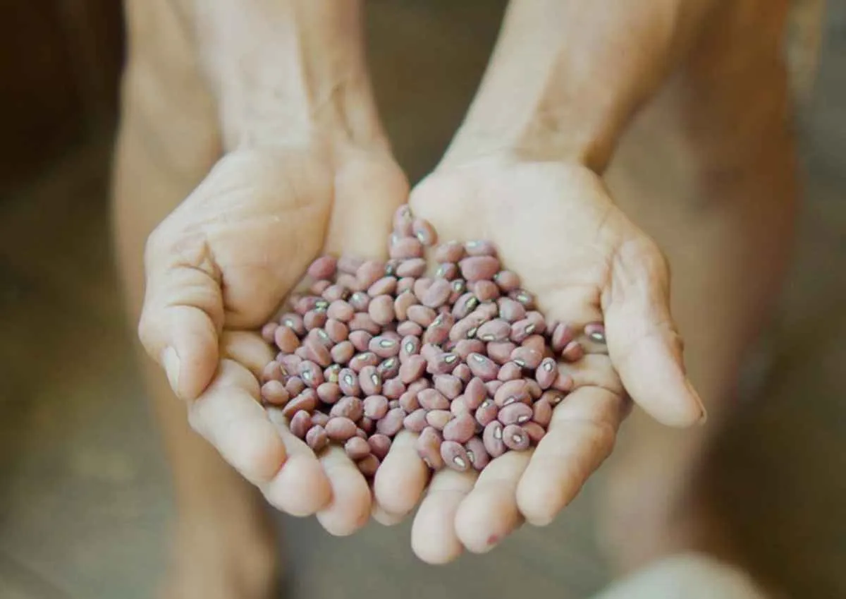 Feijões amazônicos se destacam por alto valor nutricional e diversidade