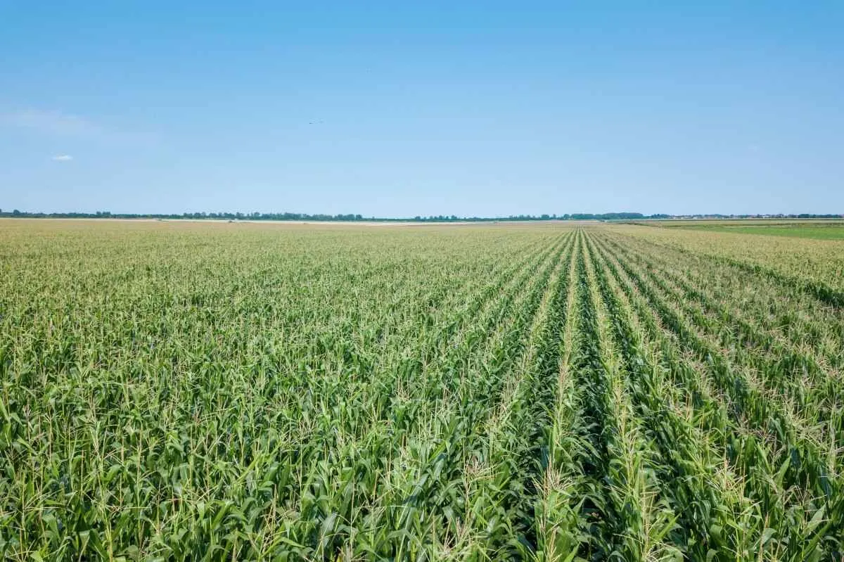 Área tratada com defensivos agrícolas deve crescer 3,4% em 2025