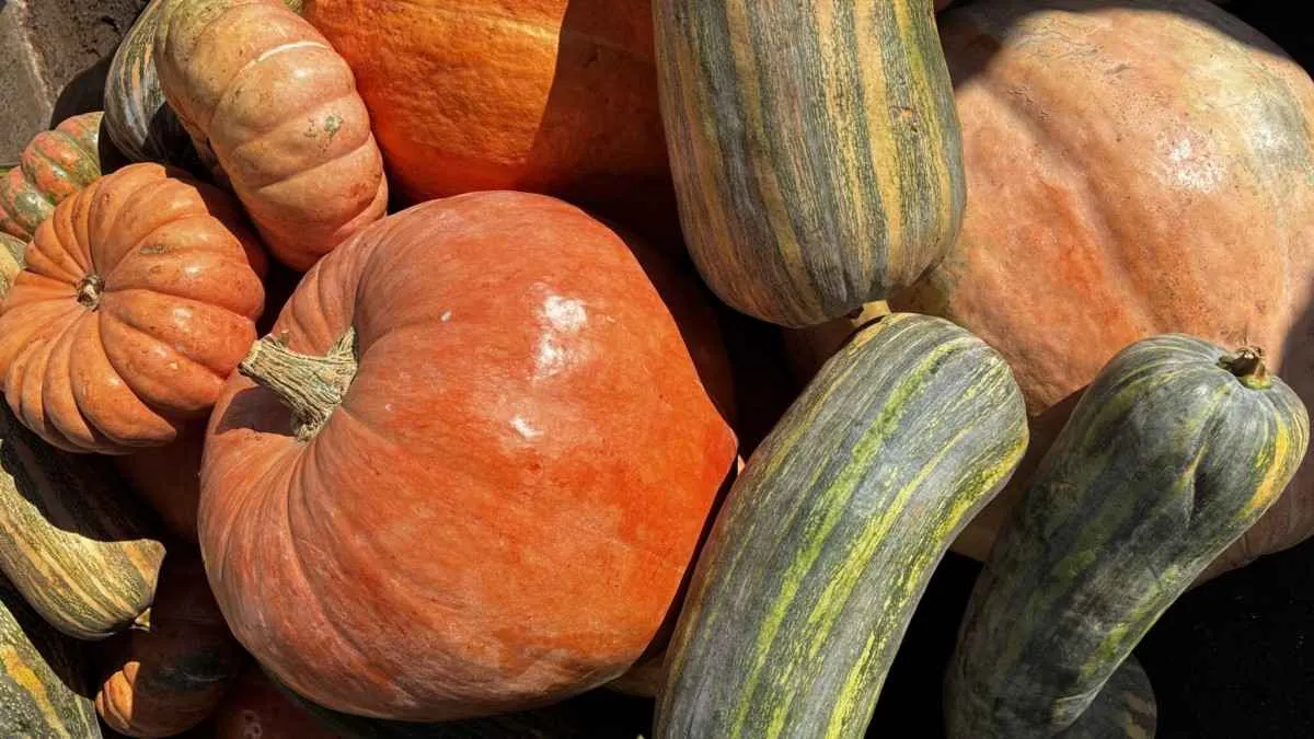 PAA Goiás 2025 destina R$ 30 milhões a agricultores familiares