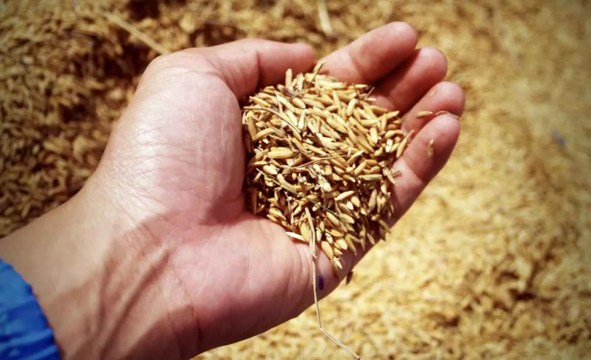 Cotações do arroz seguem em baixa no Rio Grande do Sul