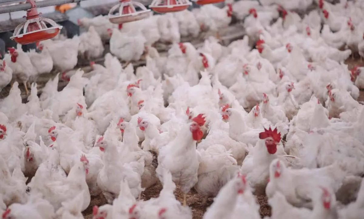 Poder de compra de avicultores frente ao farelo de soja é recorde em outubro