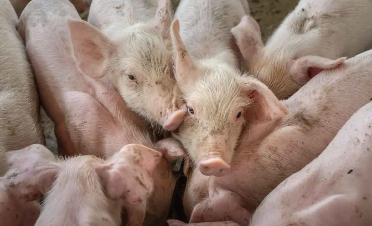 Exportações de carne suína batem recorde em setembro