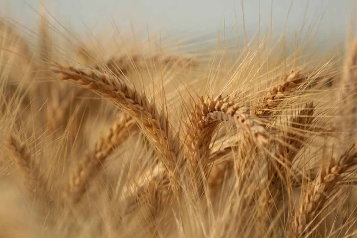 Produção brasileira de trigo 25/26 é revisada para cima e deve alcançar 7,5 milhões de toneladas