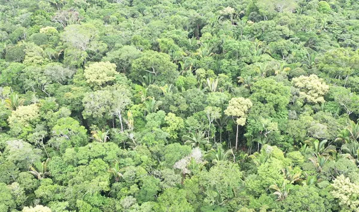 FAO reconhece Embrapa por tecnologias de manejo florestal sustentável