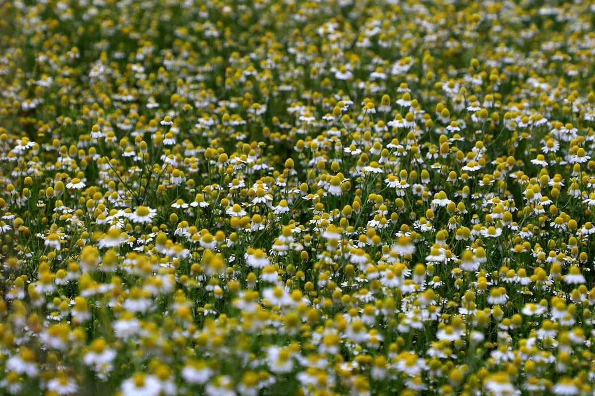 Paraná lidera produção de camomila e movimenta R$ 15 milhões