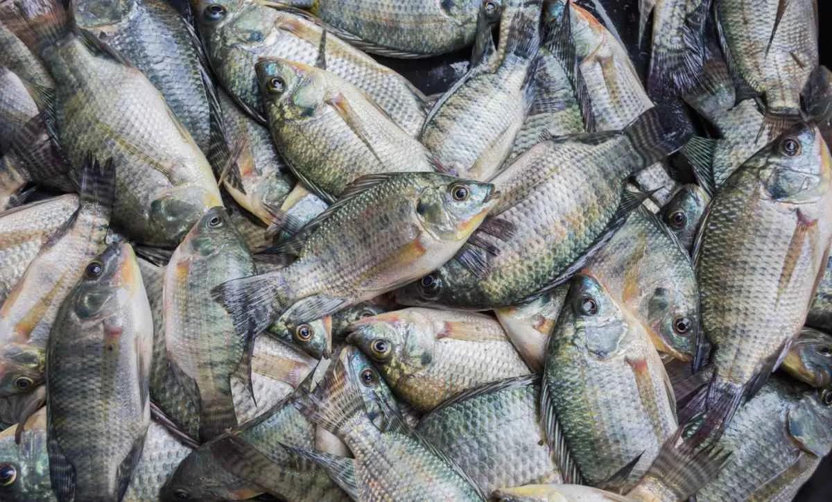 Peixe BR contesta classificação da tilápia como invasora pelo MMA