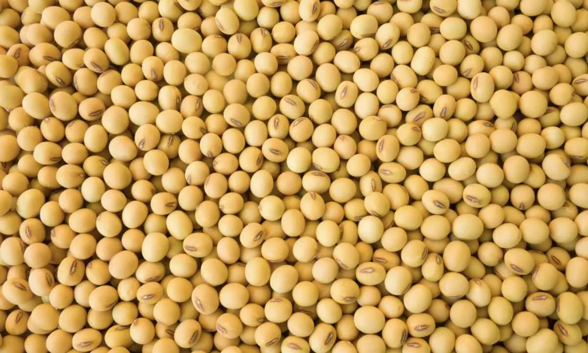 Produtor de soja limita vendas no spot com foco nas atividades de campo