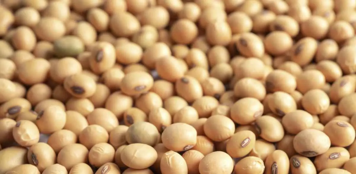 Hedgepoint atualiza cenários para soja e óleos vegetais em setembro