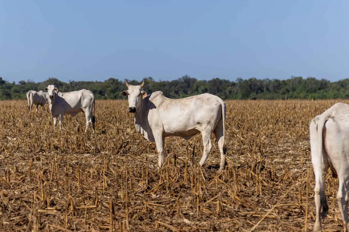 Aprosoja MT celebra o Dia da Pecuária e reforça integração com a agricultura