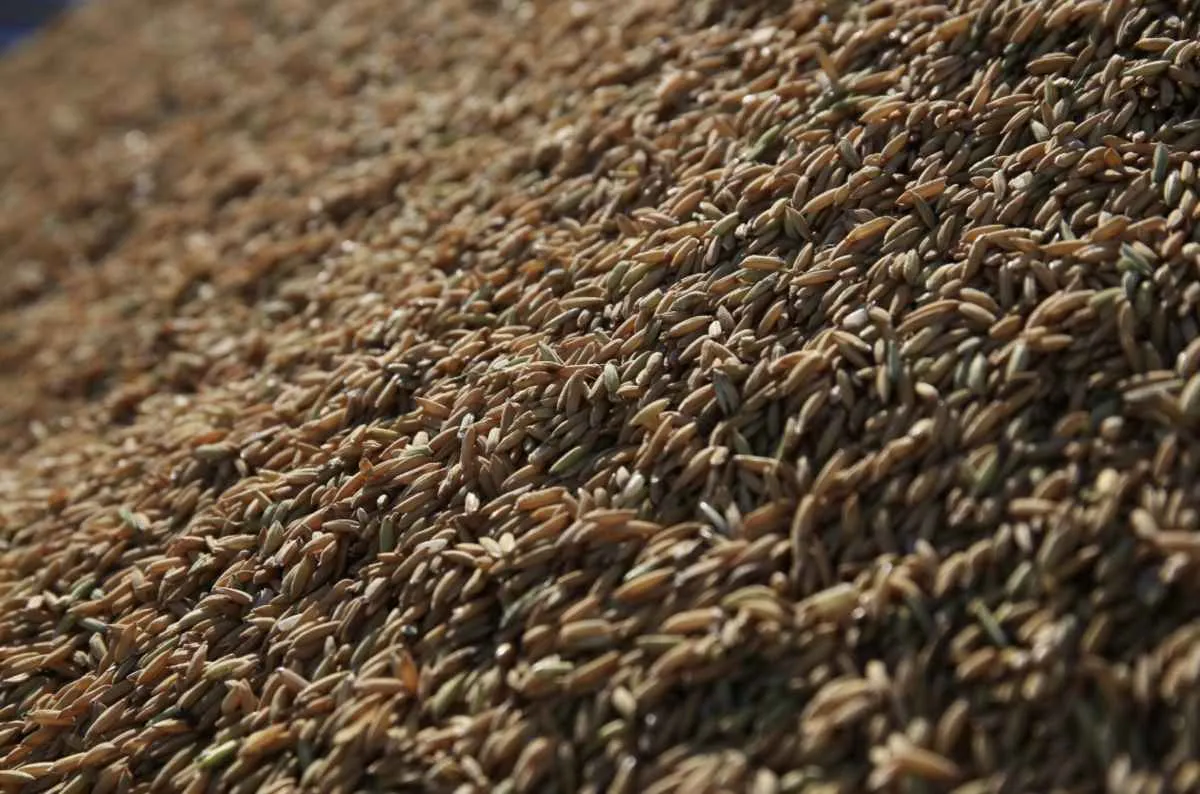 Arrozeiros orientam sobre classificação do arroz e reforçam canal de denúncias a consumidores