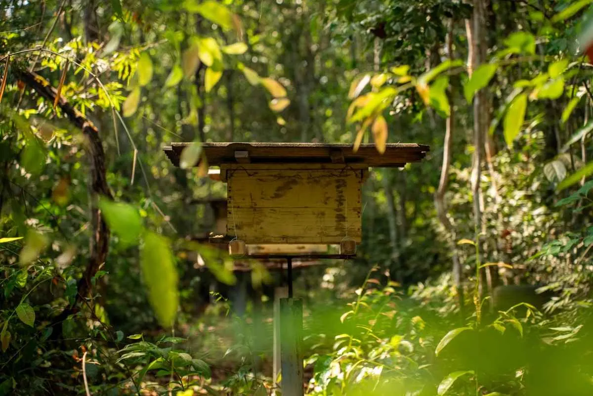 Abelhas nas propriedades rurais reforçam equilíbrio ambiental