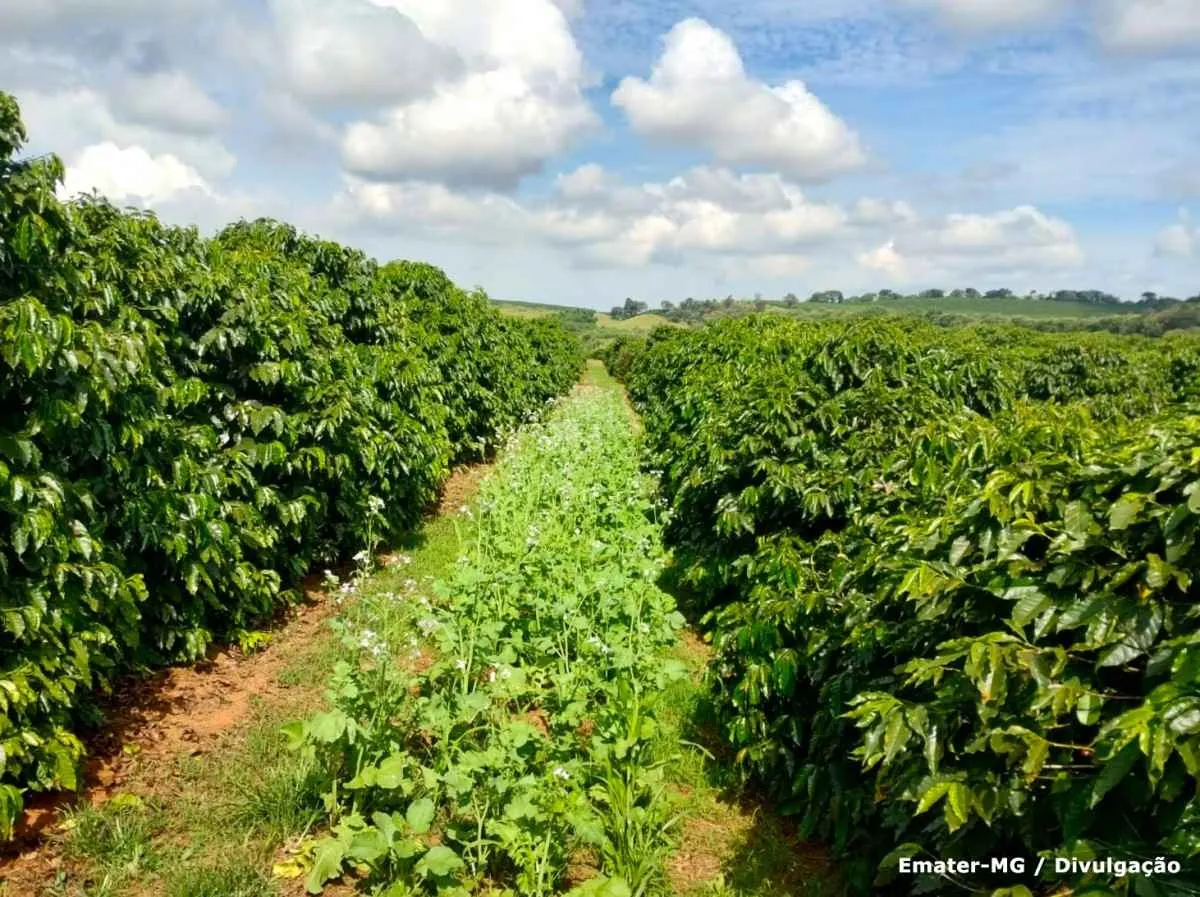 Parceria entre Cecafé e Emater-MG promove sustentabilidade na cafeicultura brasileira