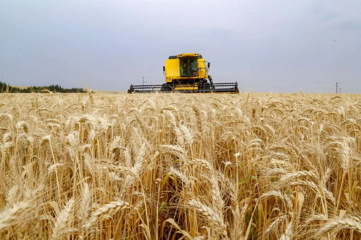 Paraná registra avanço na produção de soja e trigo