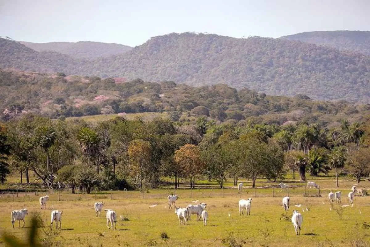 Produtores do Pantanal podem receber pagamento por vegetação nativa excedente