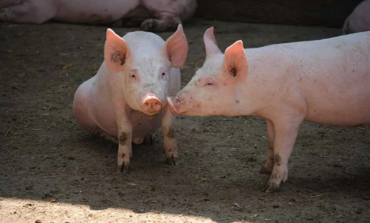 Carne suína ganha competitividade frente à de frango