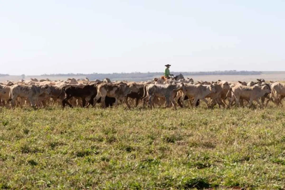 Agronegócio faz Mato Grosso do Sul crescer e se tornar referência em sustentabilidade