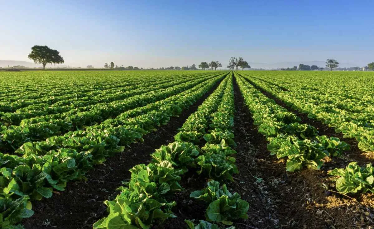 Agricultura familiar e consumo consciente são destaques no Dia Mundial da Alimentação