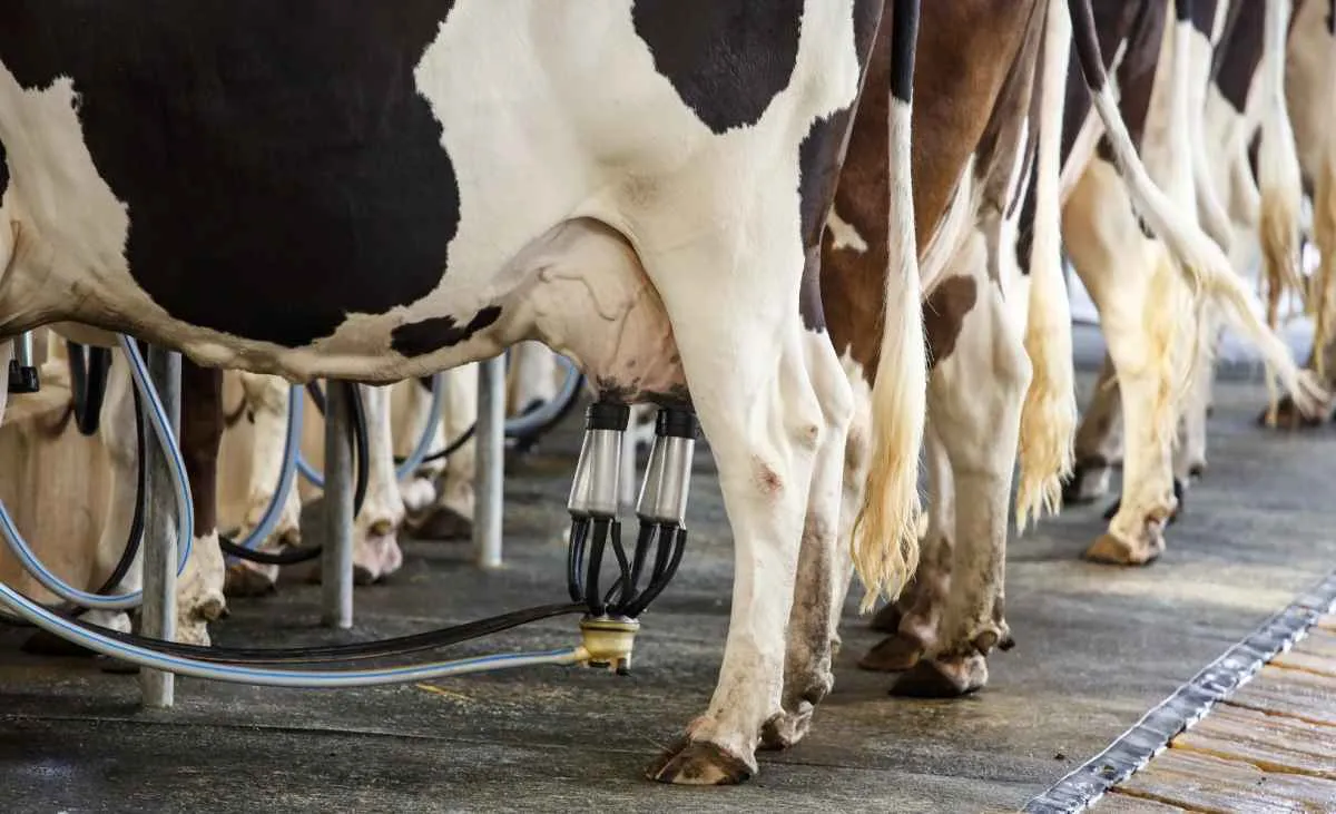 Dólar em baixa reduz custos do leite, mas preços caem