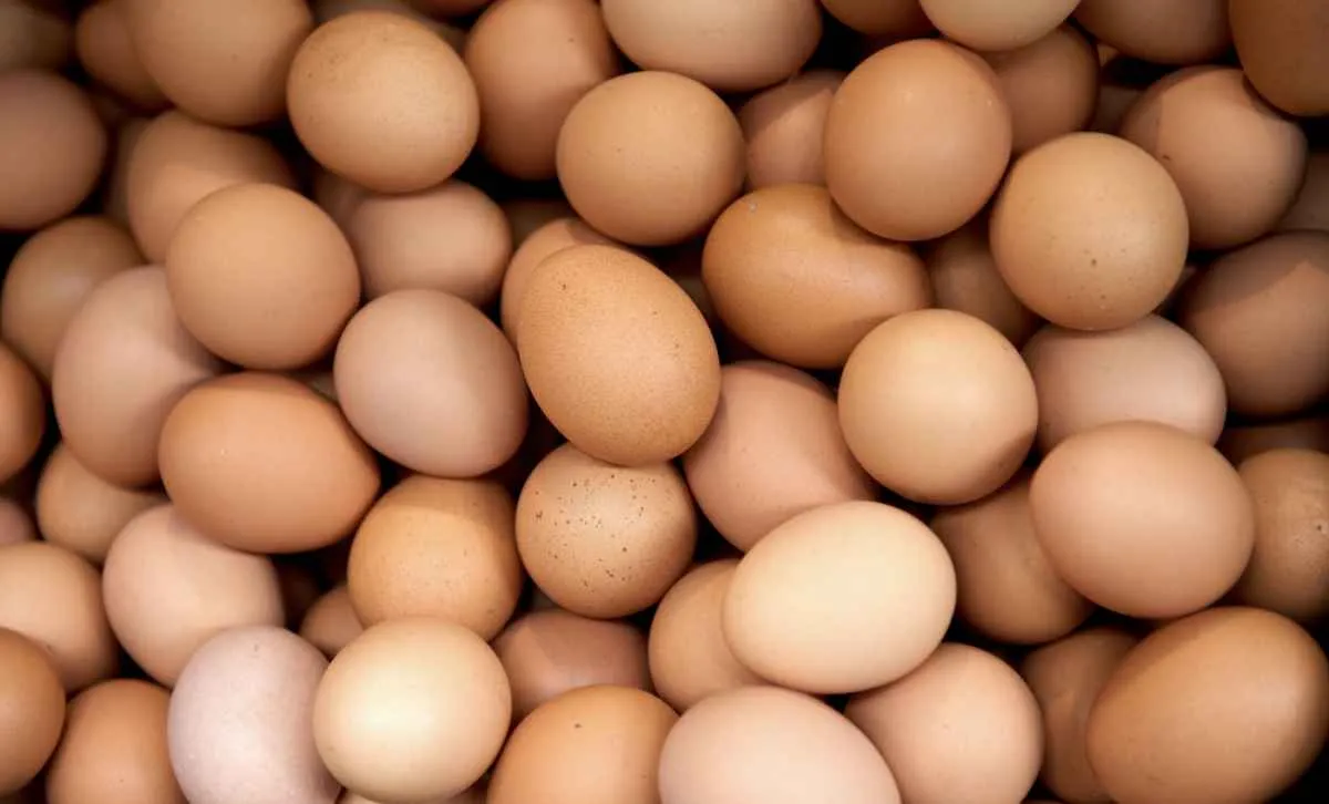 Preços dos ovos caem ao menor nível do ano