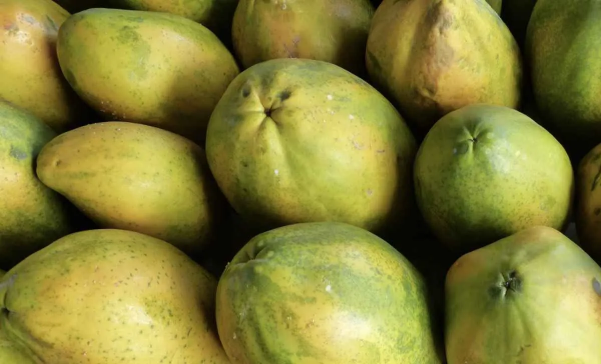 Demanda fraca faz preços do mamão recuarem