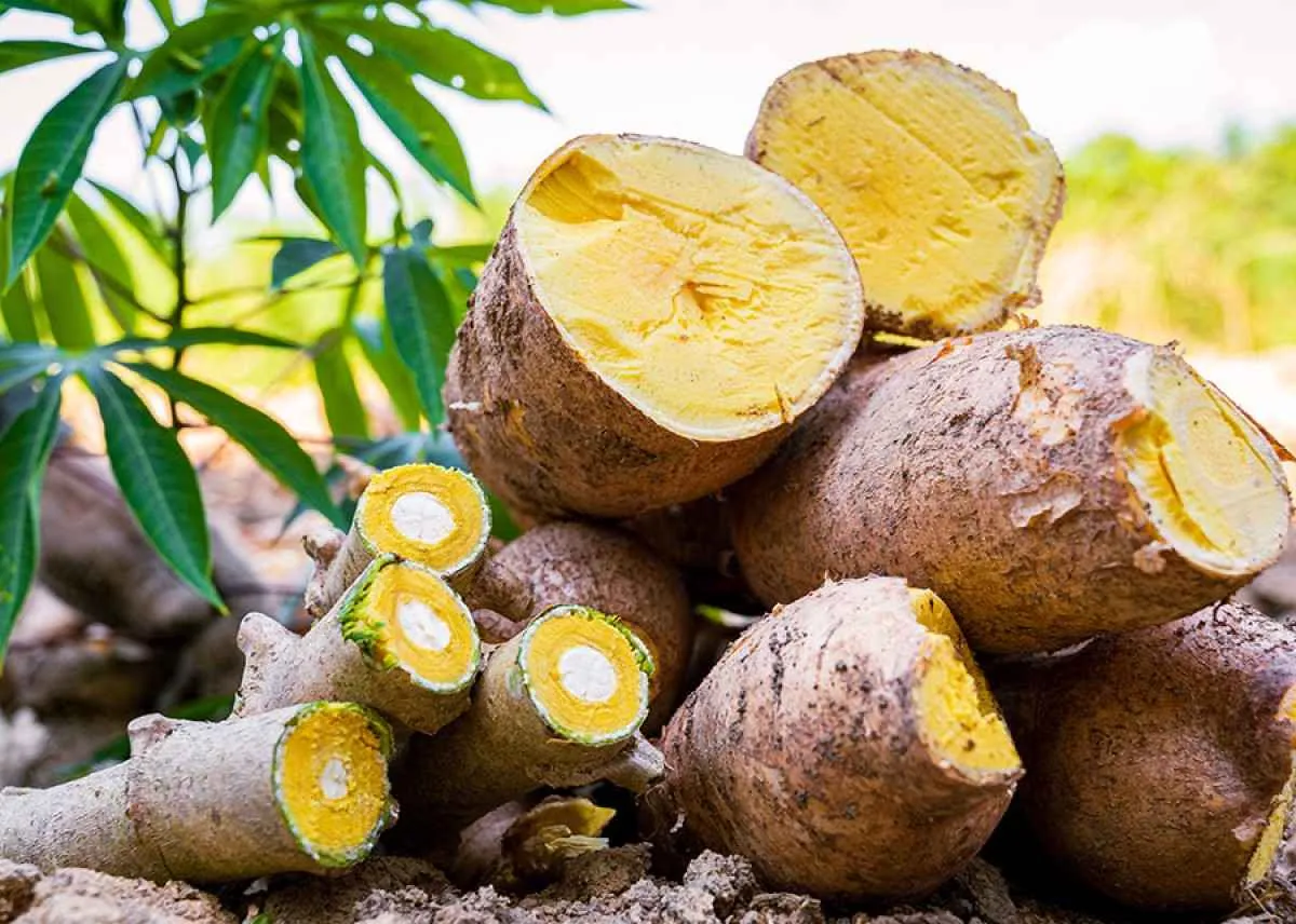 BRS Jacundá pode triplicar produtividade da mandioca no Amazonas